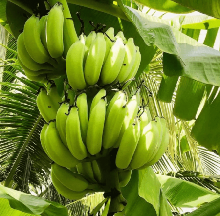 Банановая мука 100 г - 1 кг; 5 кг Банановая мука 100 г - 1 кг; 5 кг